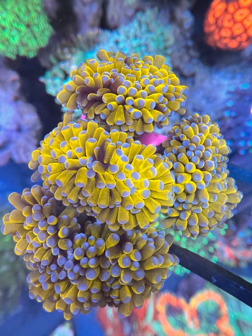 とーい出品ページ