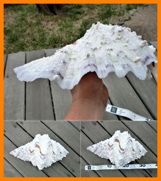 シャゴウガイ(シャコ貝)約30㎝ 石垣産 自然採取 漂白済み  特大美品 超レア