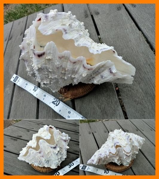 シャゴウガイ(シャコ貝)約30㎝ 石垣産 自然採取 漂白済み  特大美品 超レア
