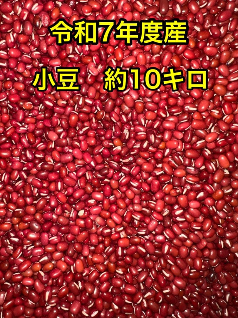 北海道十勝産　令和7年度　小豆　激安