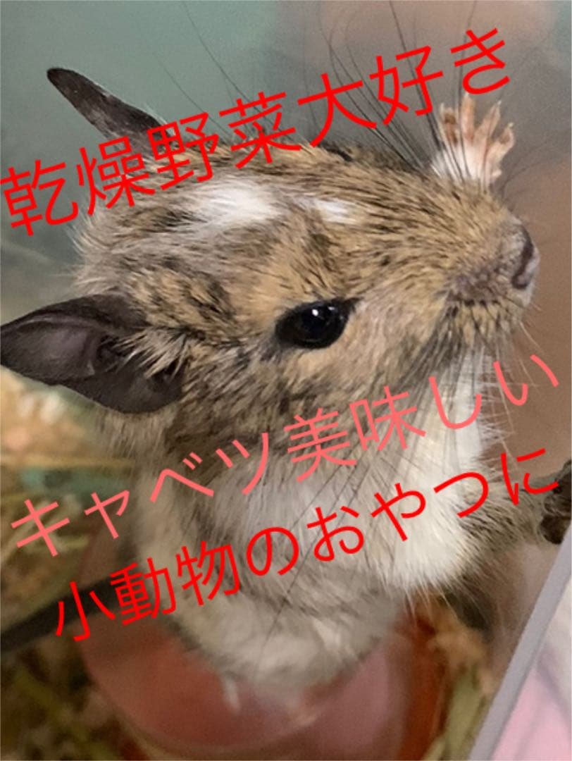 小動物用の乾燥おやつ　お好きな野菜果物でお作りします