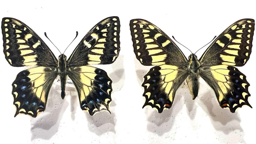 コルシカキアゲハ！ペア！入手困難！