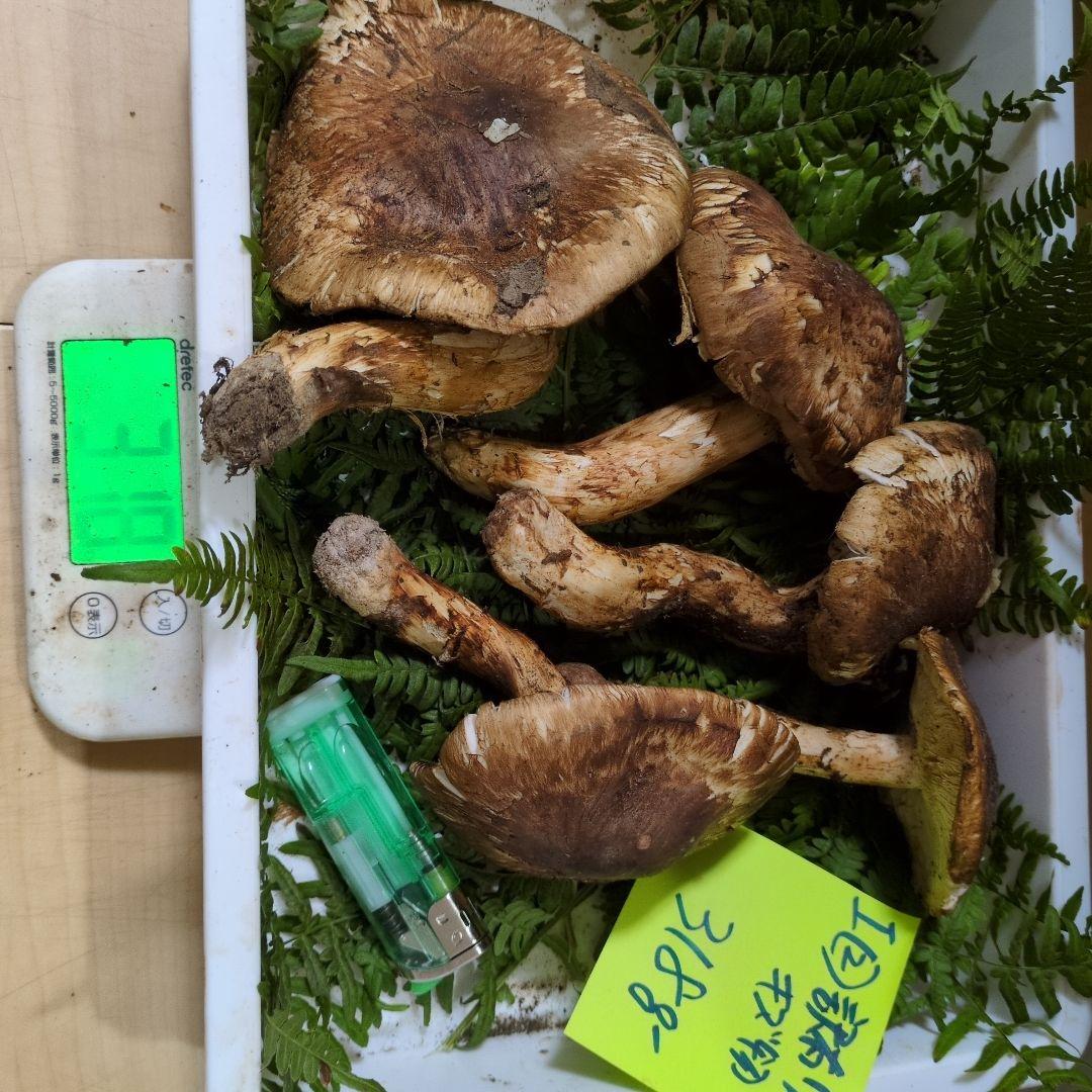 和歌山松茸　新鮮朝市　訳有り品　318㌘