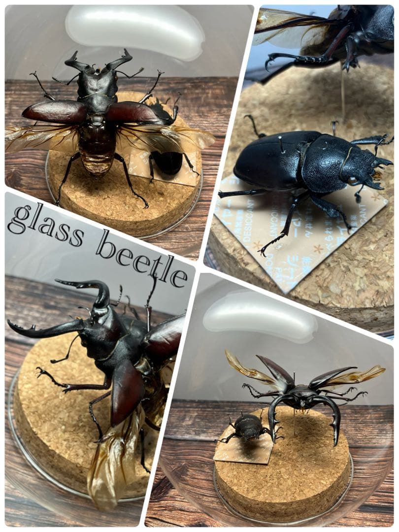 【Glass Beetle｜ノコギリクワガタ飛翔＆固定標本 ペアGB-009】
