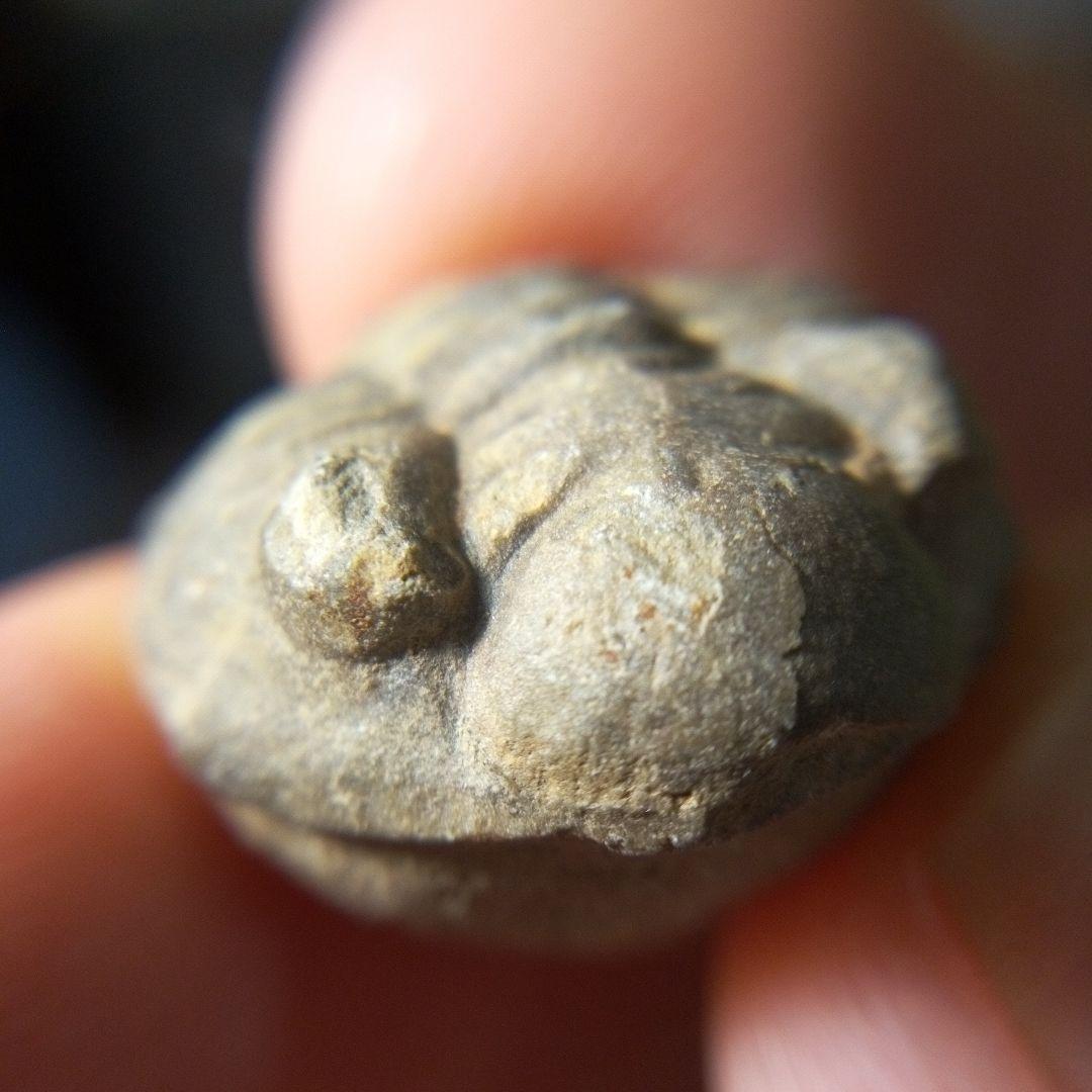 三葉虫　化石　fossil　ボリビア産　レア　Fossil判別⑥