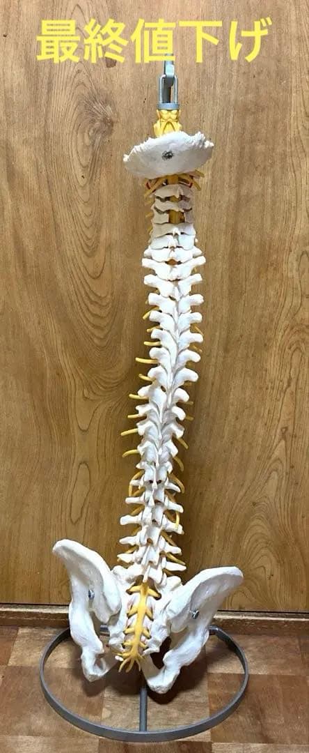 ドイツソムソ社製の脊椎（脊柱）骨格模型　日本カイロプラクティック連合会推奨