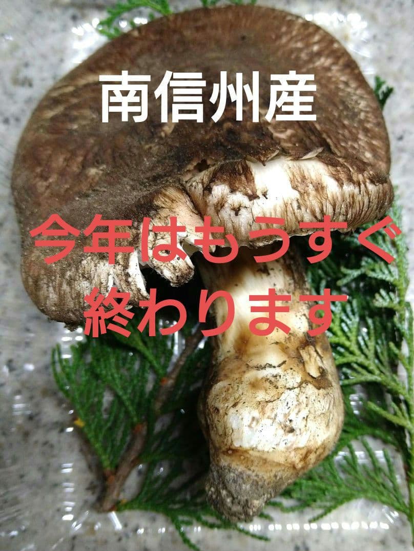 49.南信州産松茸約105g