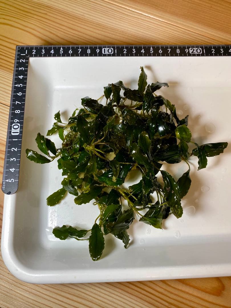 ブセファランドラsp.キールロイヤル 大株