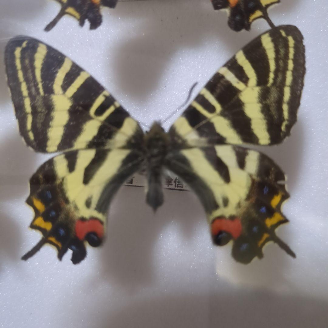 お値下げ！昆虫標本