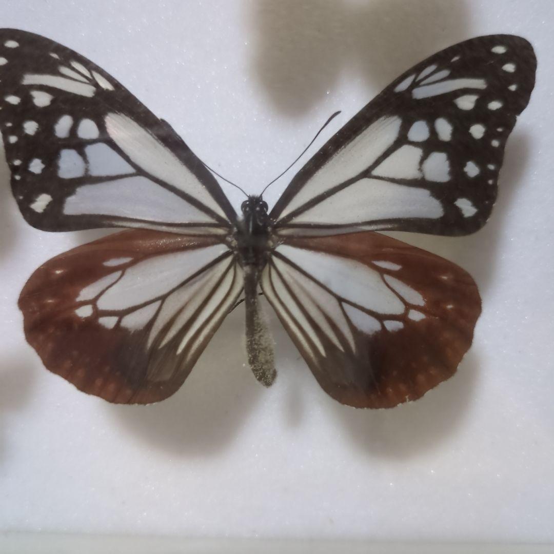 お値下げ！昆虫標本