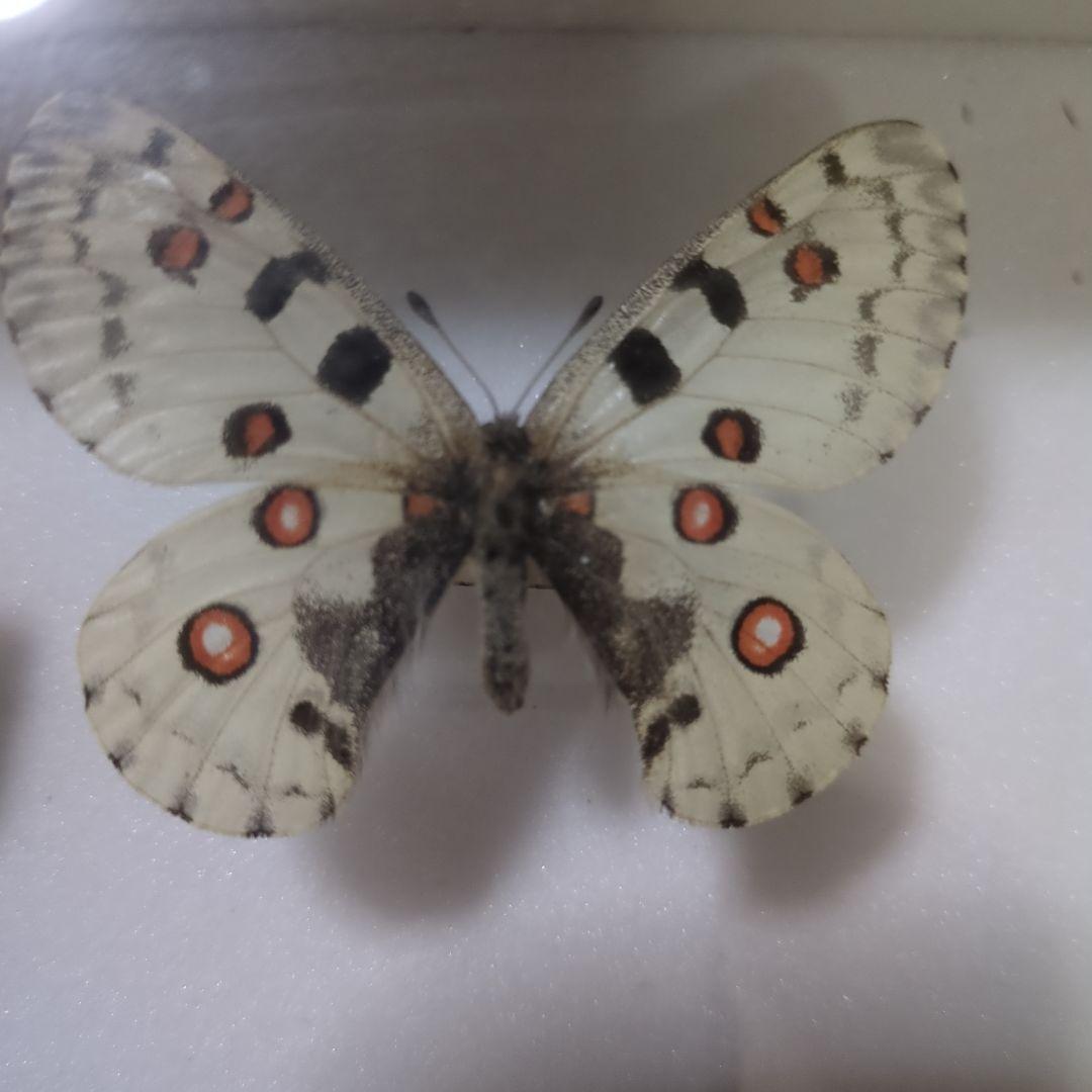 お値下げ！昆虫標本