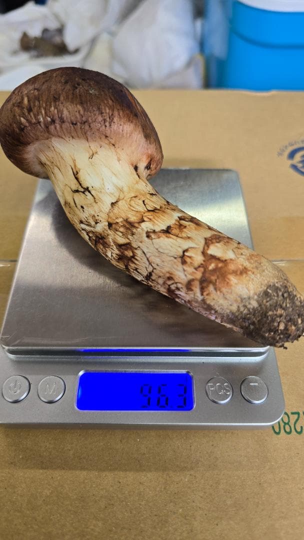 松茸　317g　10月13日獲れ　岩手県産