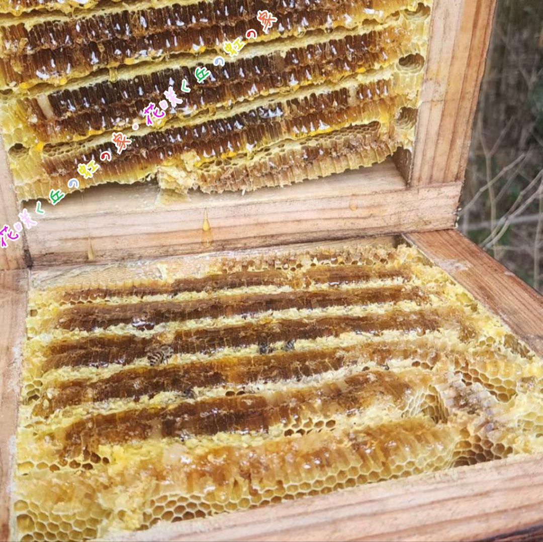 日本蜜蜂　百花蜜　500g　2本　生はちみつ　天然