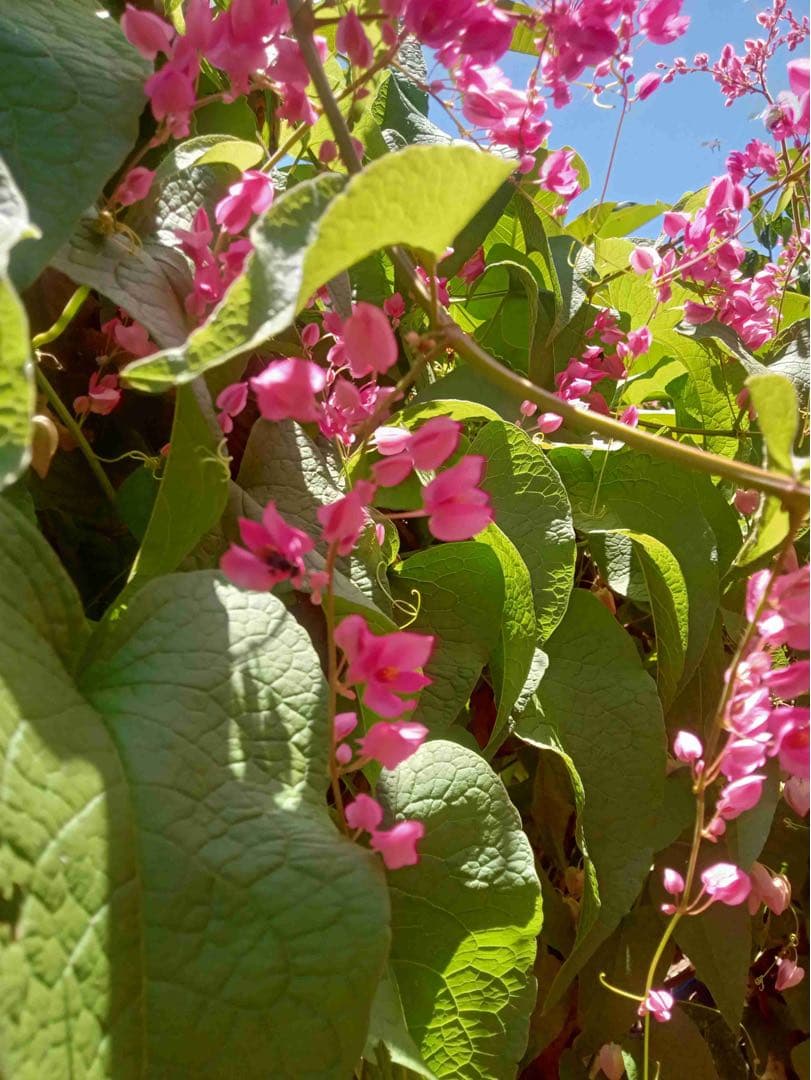 専用 針なしミツバチの蜂蜜150g6本、サリビンクリーム、赤生姜、森の蜂蜜