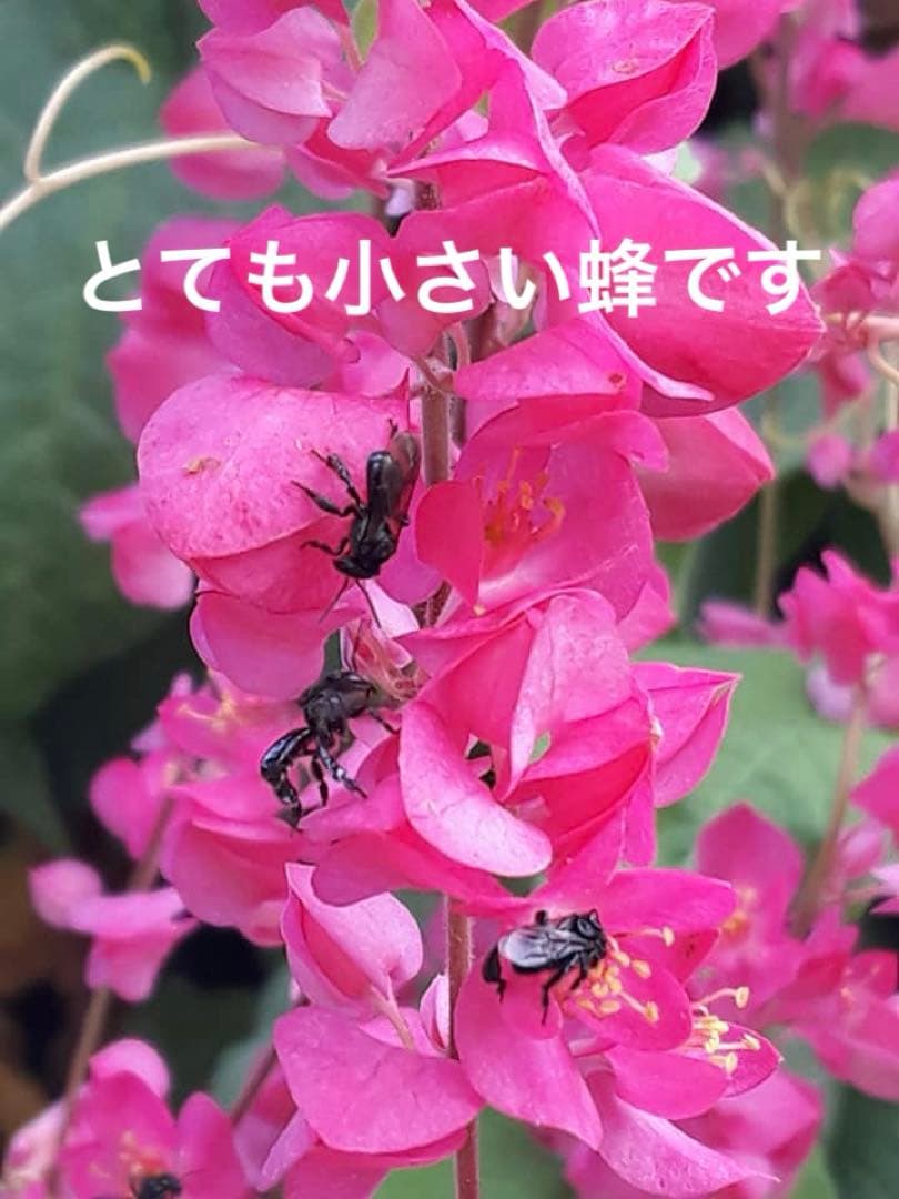 専用 針なしミツバチの蜂蜜150g6本、サリビンクリーム、赤生姜、森の蜂蜜