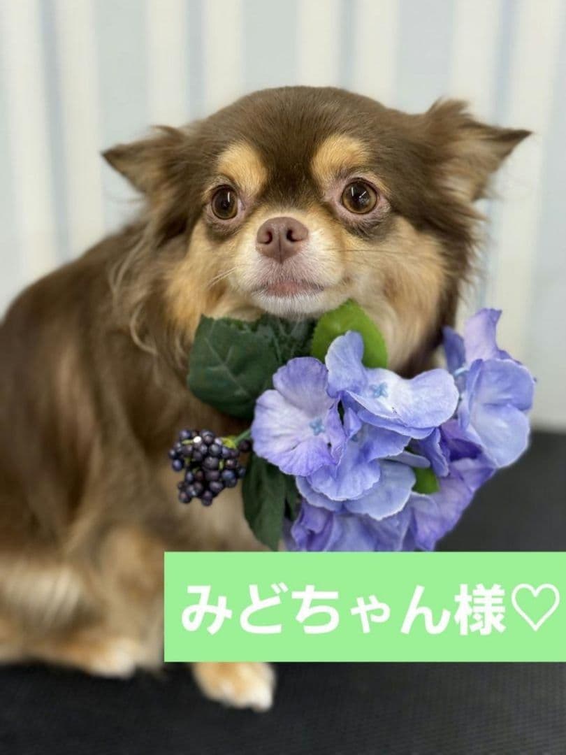 みどちゃんさま♡ありがとうございます♡