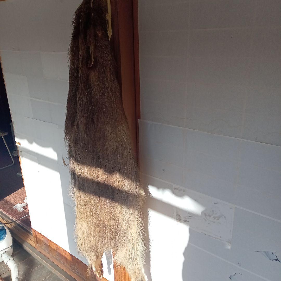 イノシシの毛皮