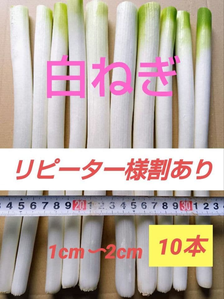 8日発送！愛媛県産白ネギ　長ねぎ　ねぎ　野菜