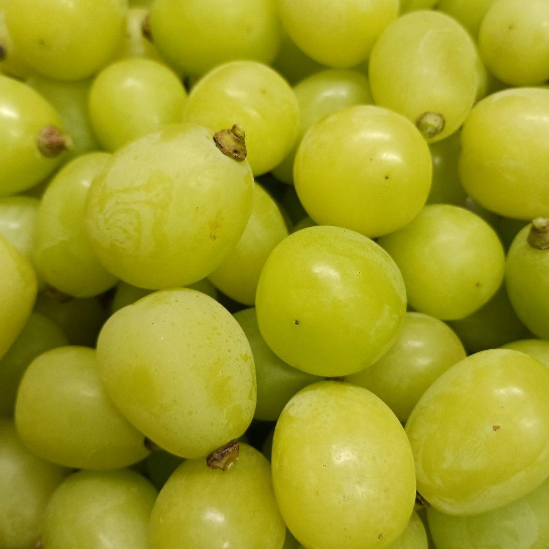 シャインマスカット大粒グリーン粒、徳用5.5キロ入りの粒バック入りになります。