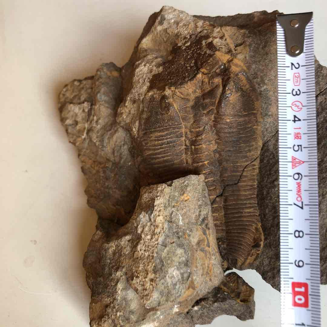 超貴重品　モロッコ砂漠で採取　現在輸出禁止です。