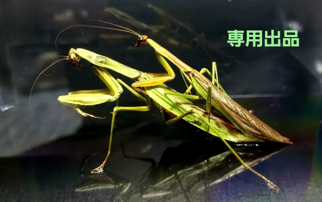 ケムンパス出品 オオカマキリ立体標本2点