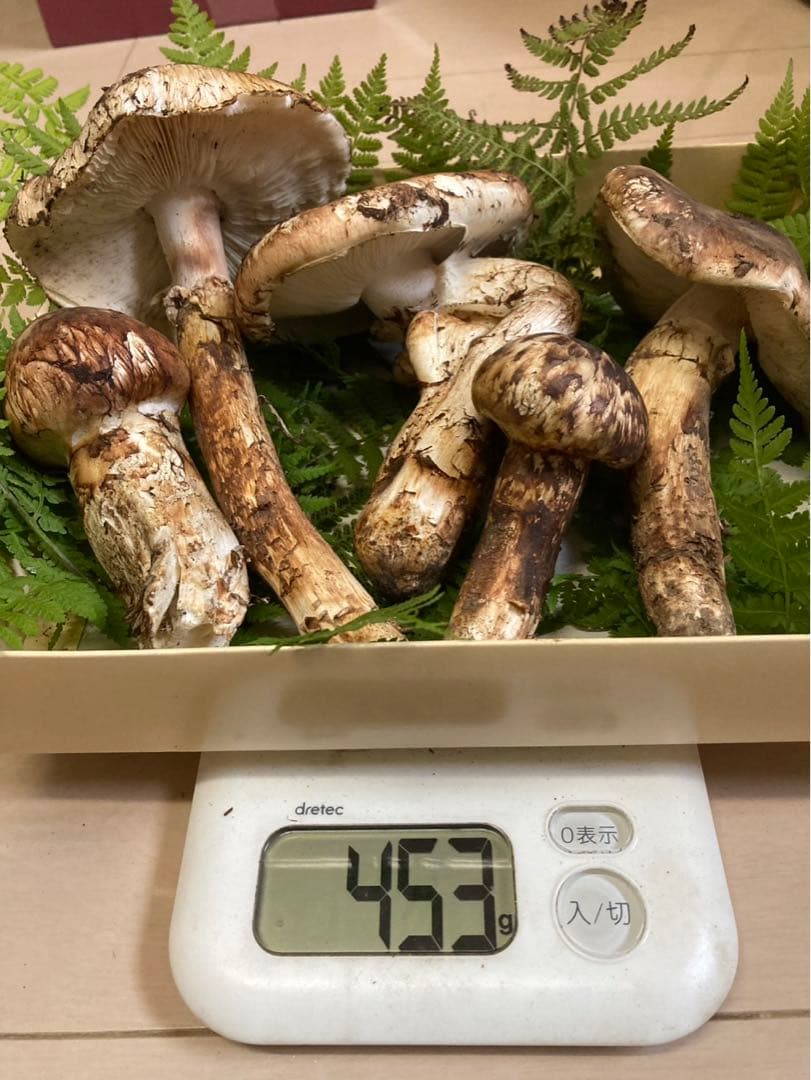 訳あり！岩手県産松茸　国産松茸