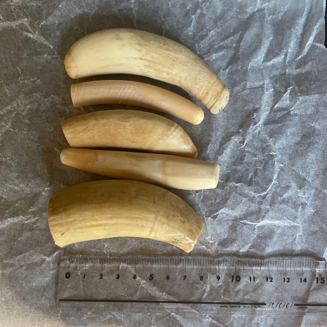 O*)様 マッコウクジラの歯　鯨歯　未加工370g