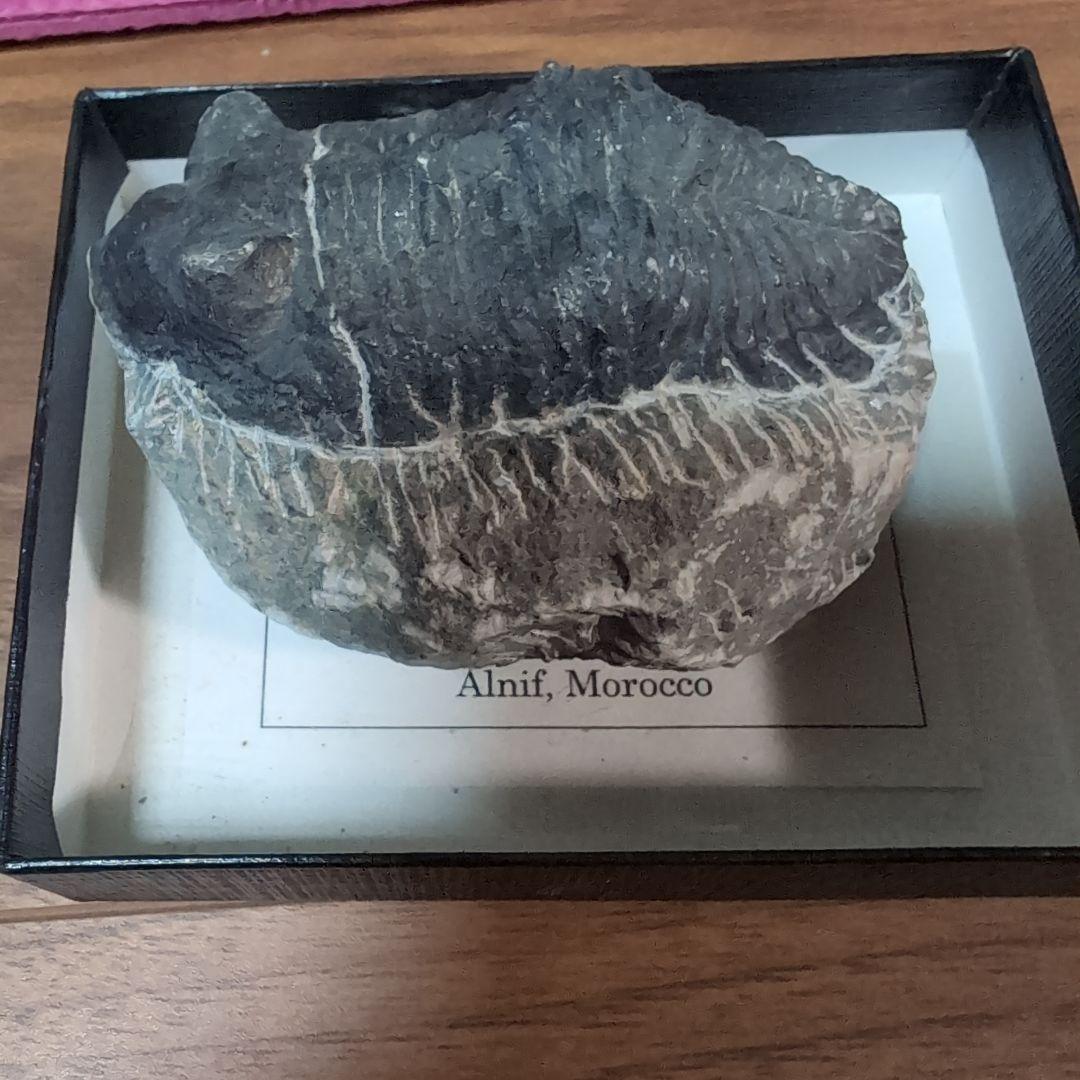 本物　デボン紀中期　三葉虫綱目　メタカンシナSP　化石　モロッコ