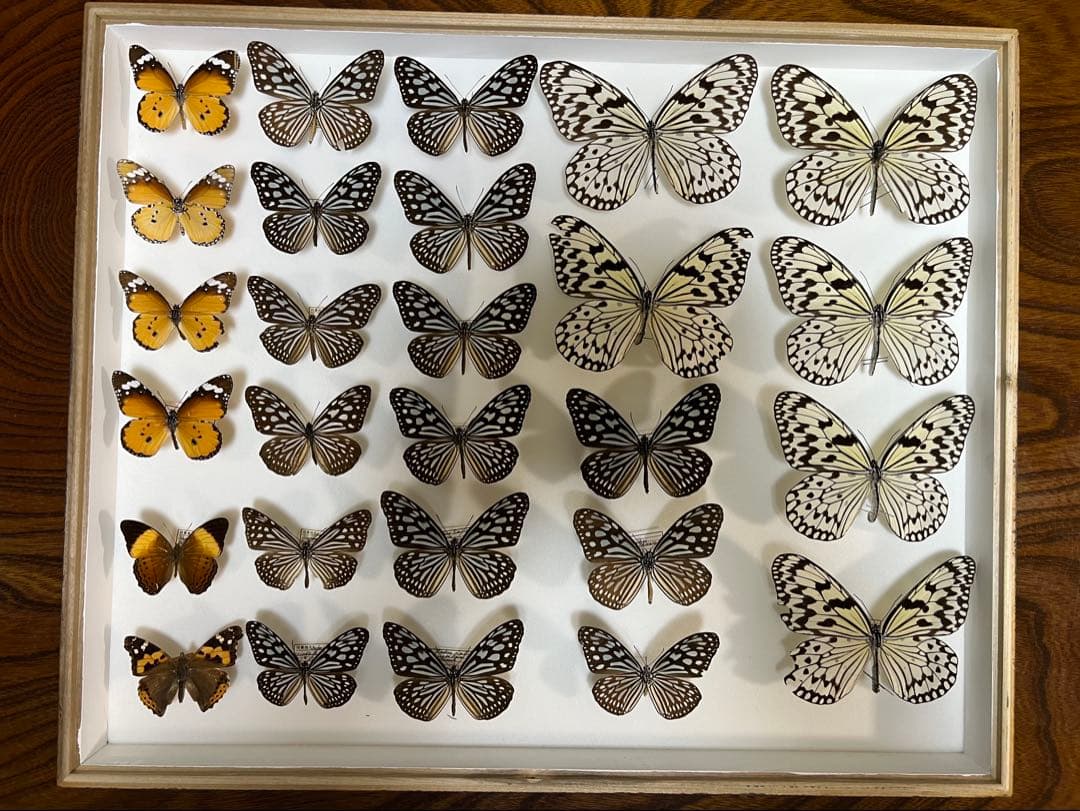 希少蝶の標本採取84/87/2003年　オオゴマダラ等現状品41x50x6cm