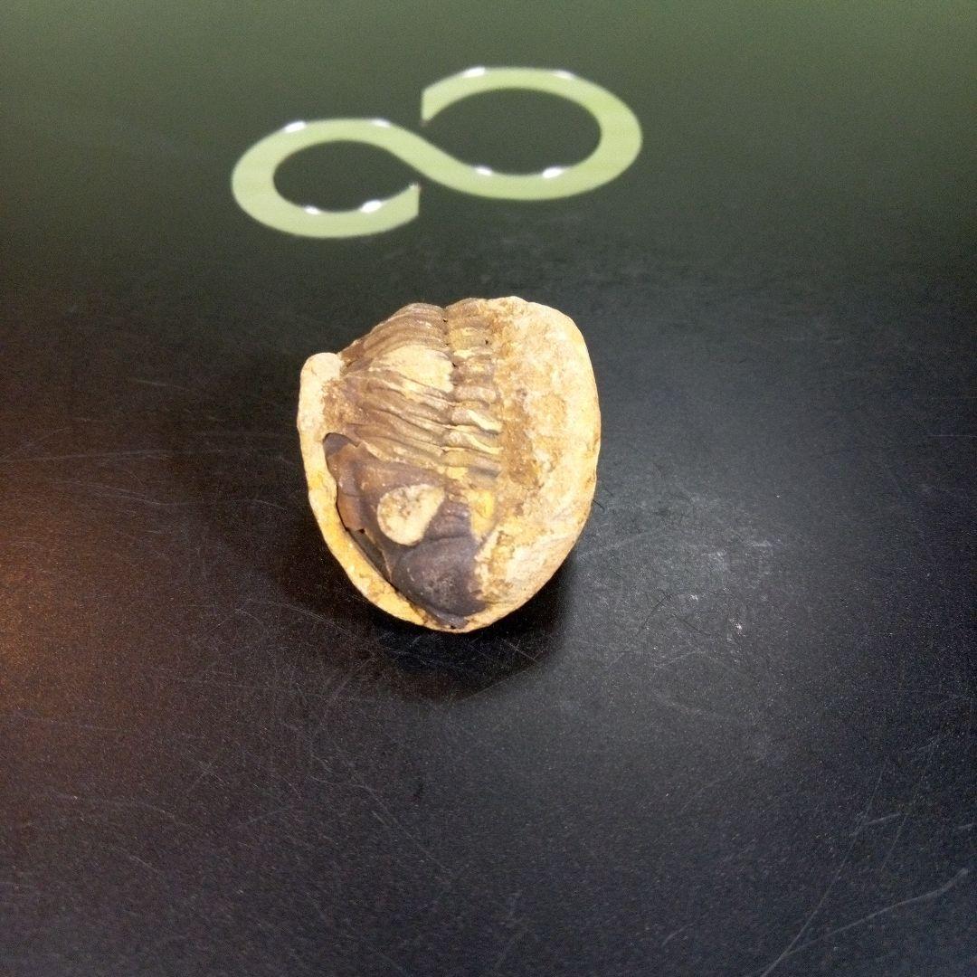 三葉虫　化石　fossil　ボリビア産　トライロバイト　三葉虫個体①