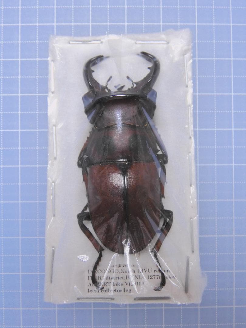 コンゴ産　ジョンストンメンガタクワガタ　53mm