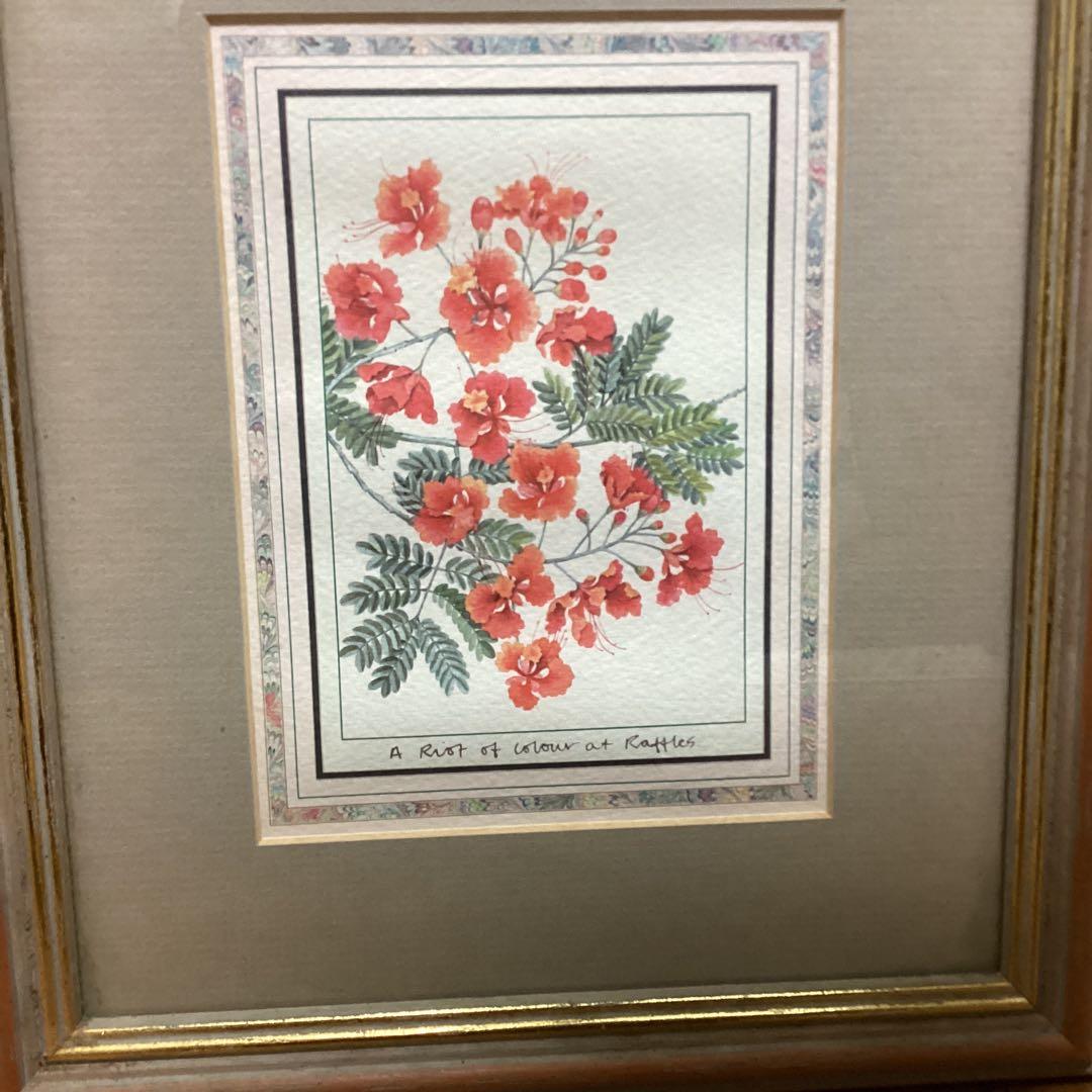 シンガポール　ラッフルズホテル購入作品　【ピーコックフラワー】　額装　 即決品