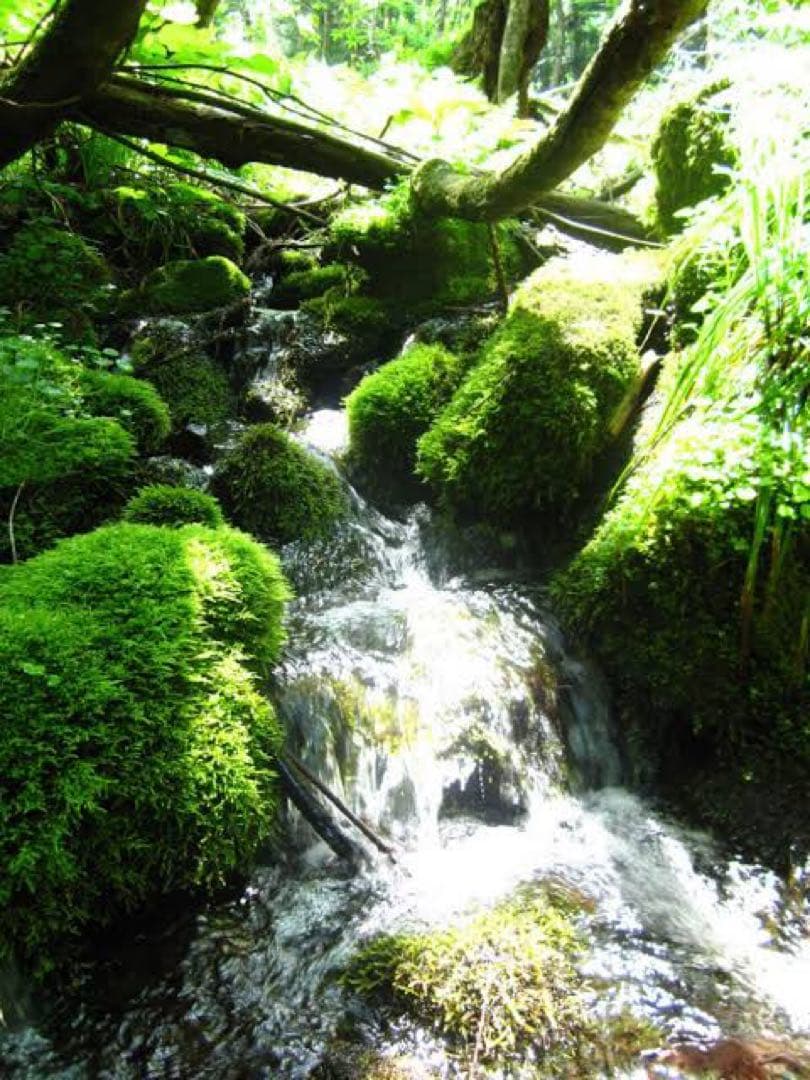 農家直送 秋田県産 令和７年 あきたこまち １０kg 特別栽培米【白希】秋田小町