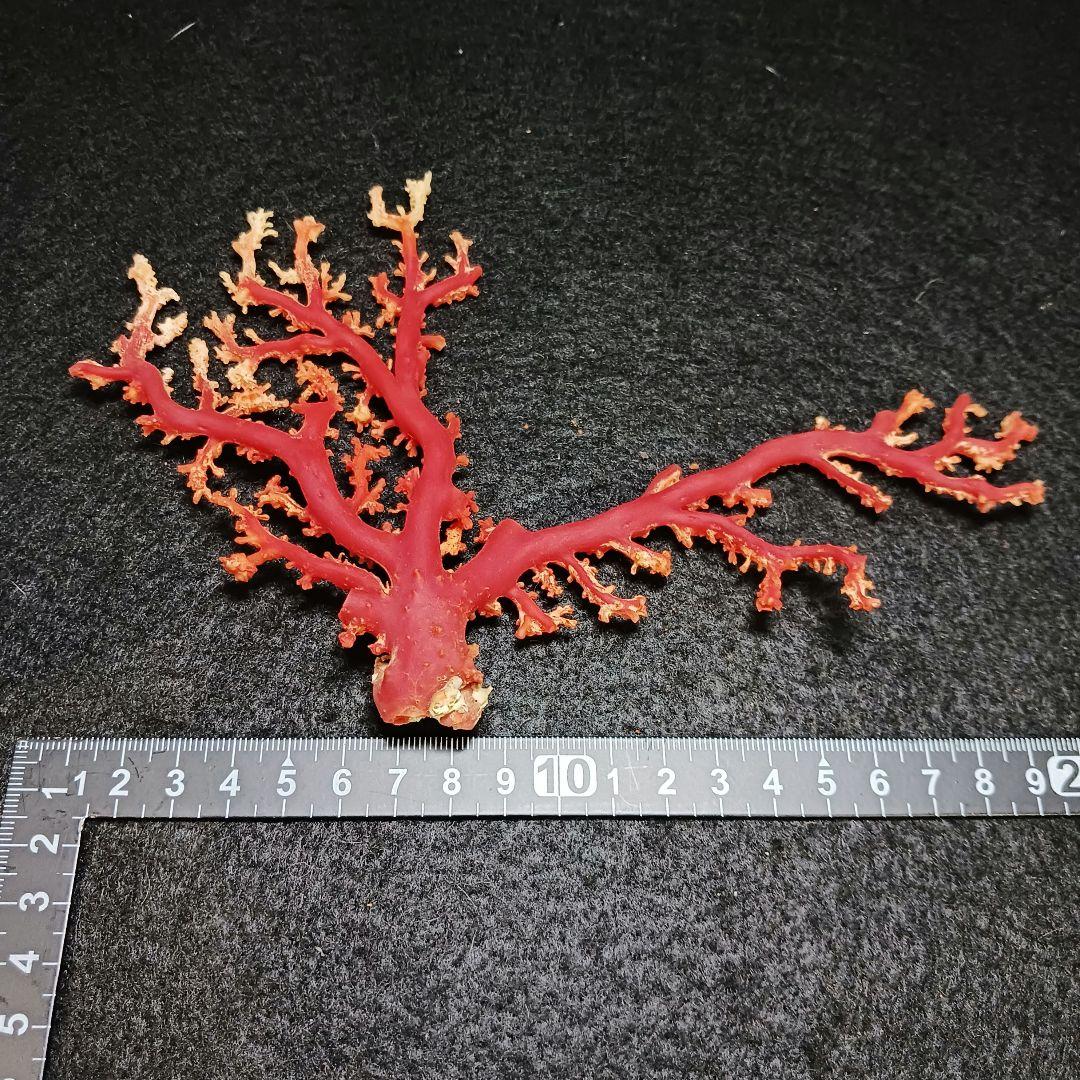 Y2678-2 国産赤珊瑚原木 血赤珊瑚 総重量49.8g 太軸