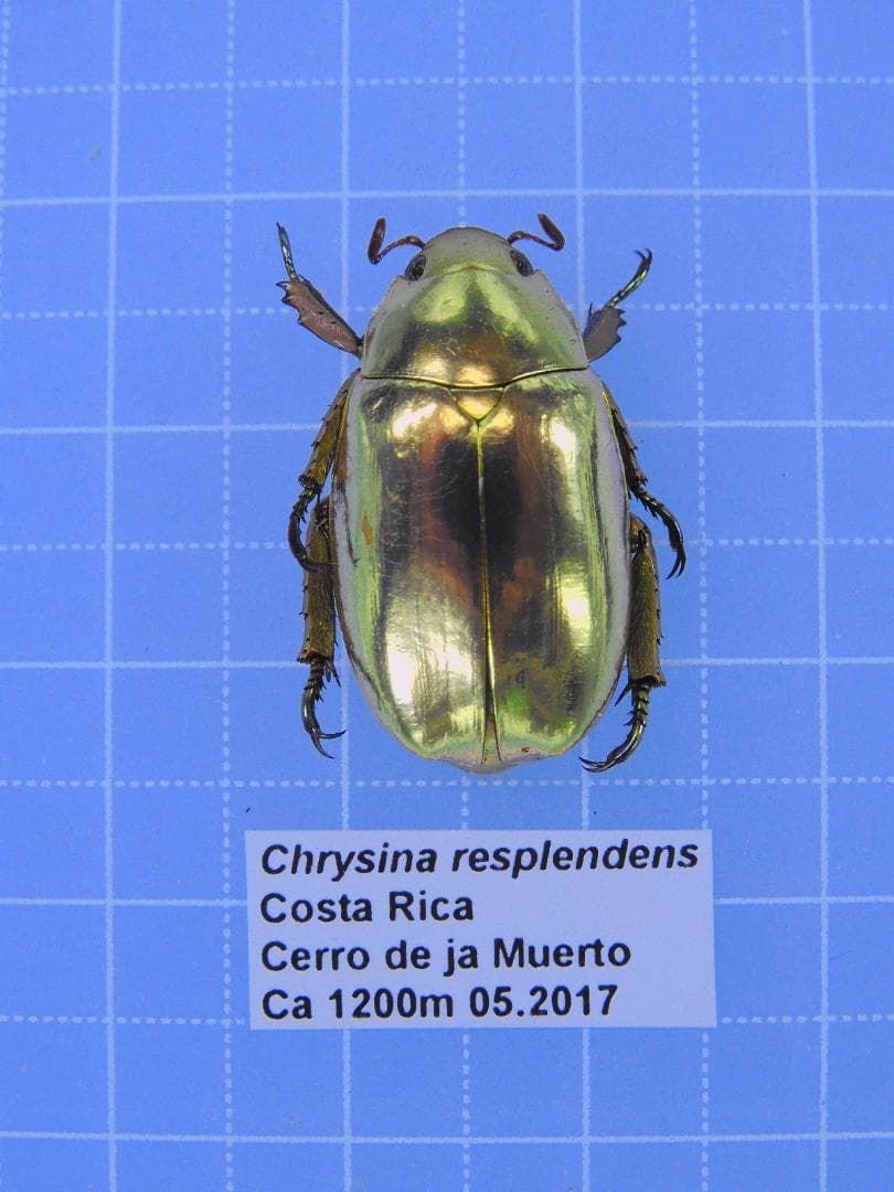 コスタリカ産　レスプレンデンスキンイロコガネ　21mm