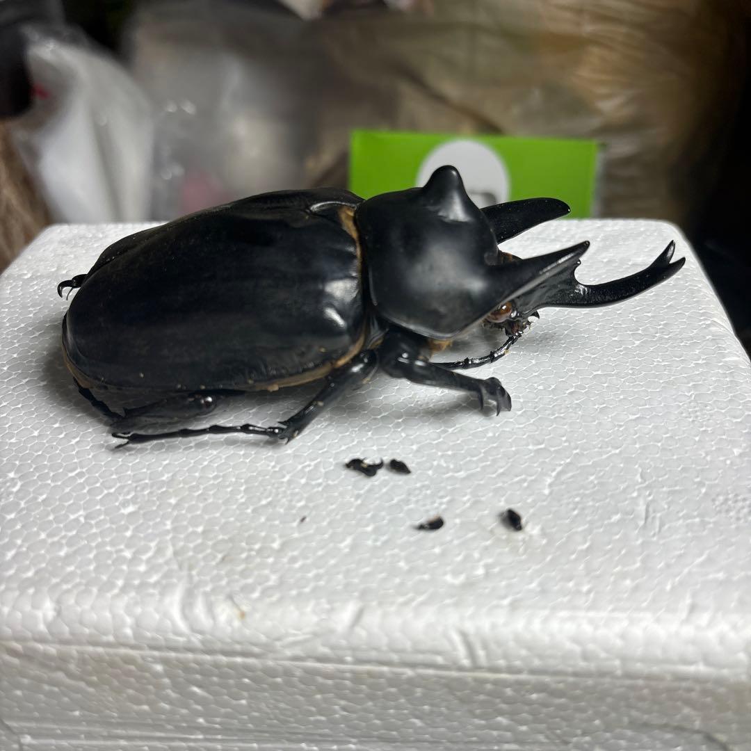 レックスゾウカブト