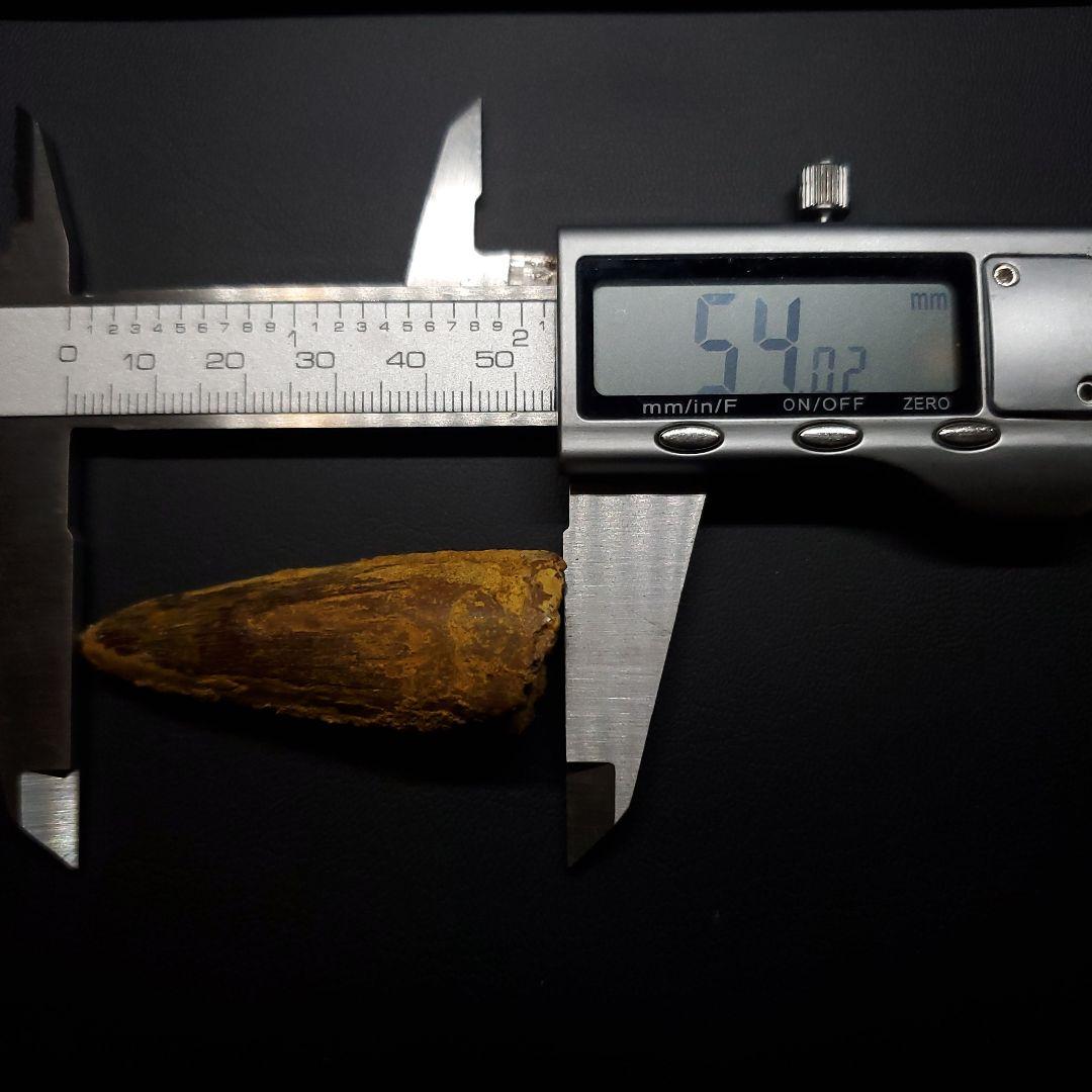 スピノサウルス 本物 モロッコ産 54.02mm sp477