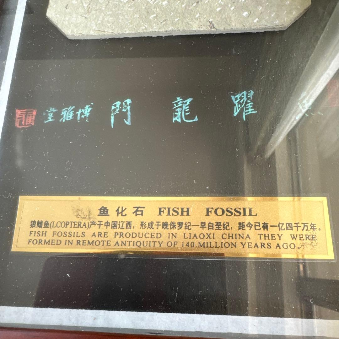 額装　魚の化石（Lophocephalus）約4千万年前 中国産