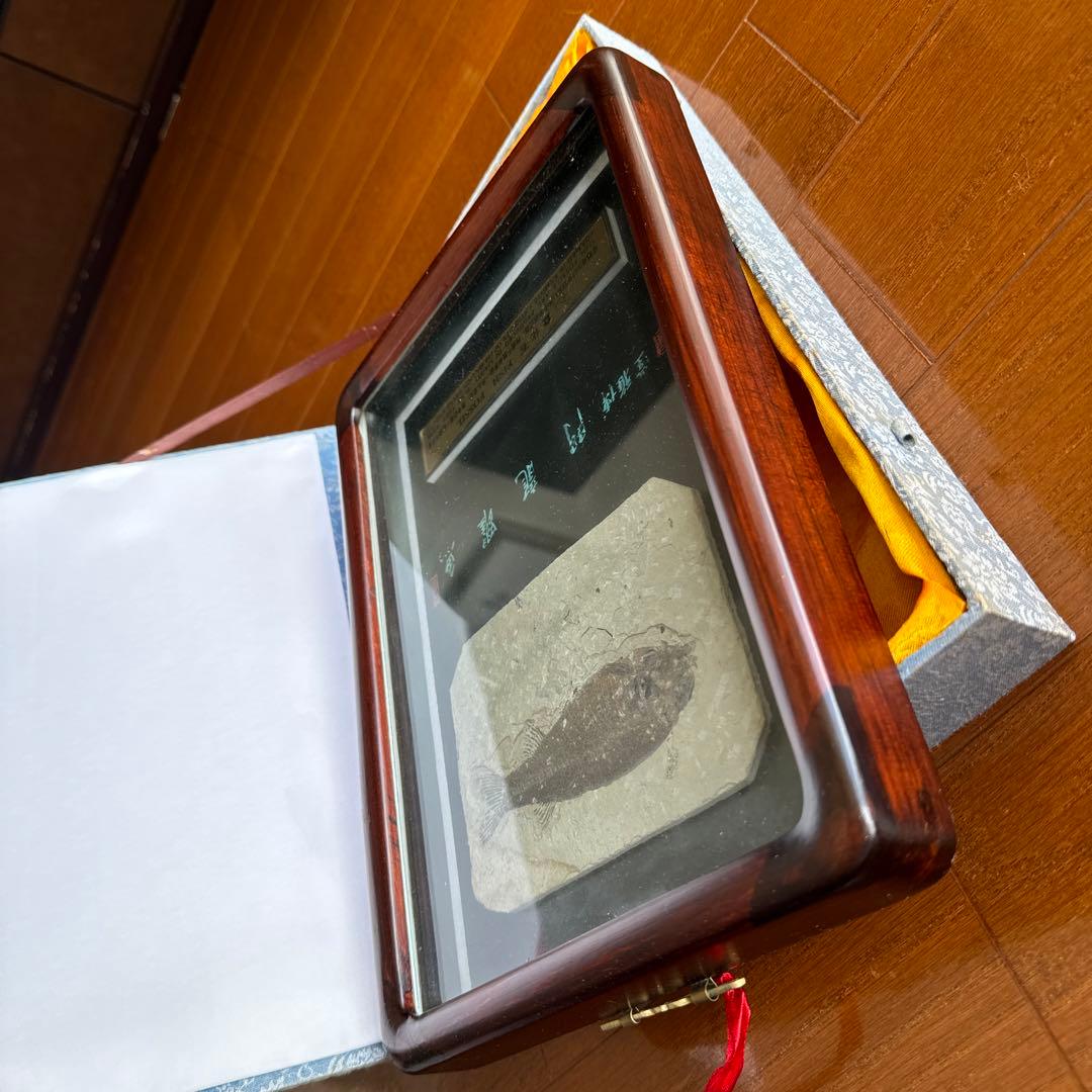 額装　魚の化石（Lophocephalus）約4千万年前 中国産