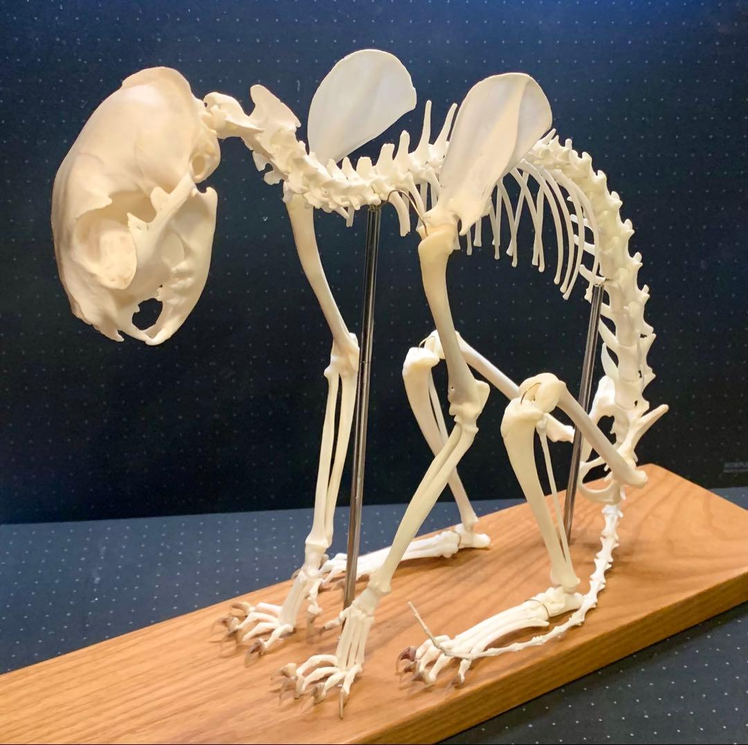 猫 骨格標本 全身 頭骨