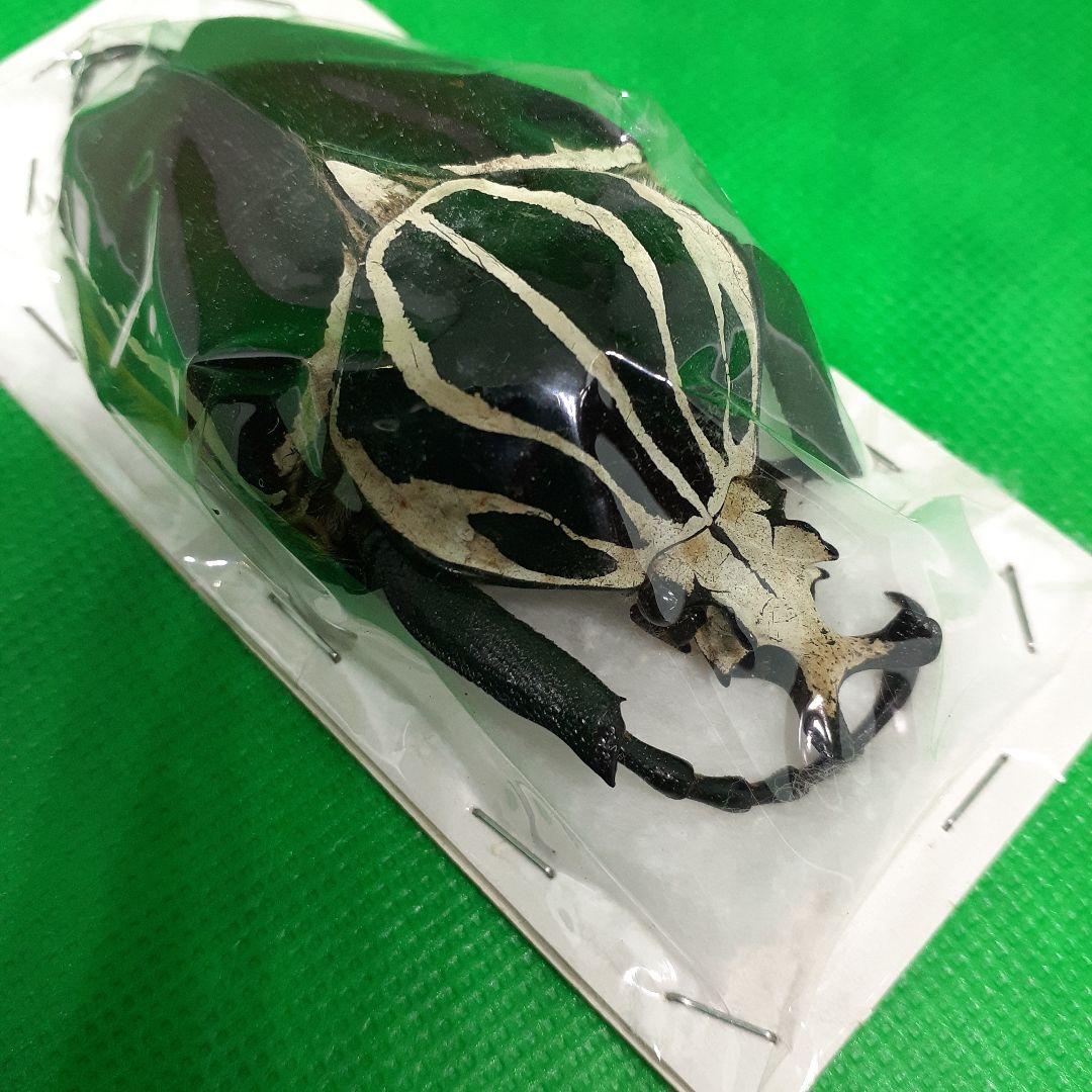 標本 Goliathus goliatus apicalis 80mm CONGO
