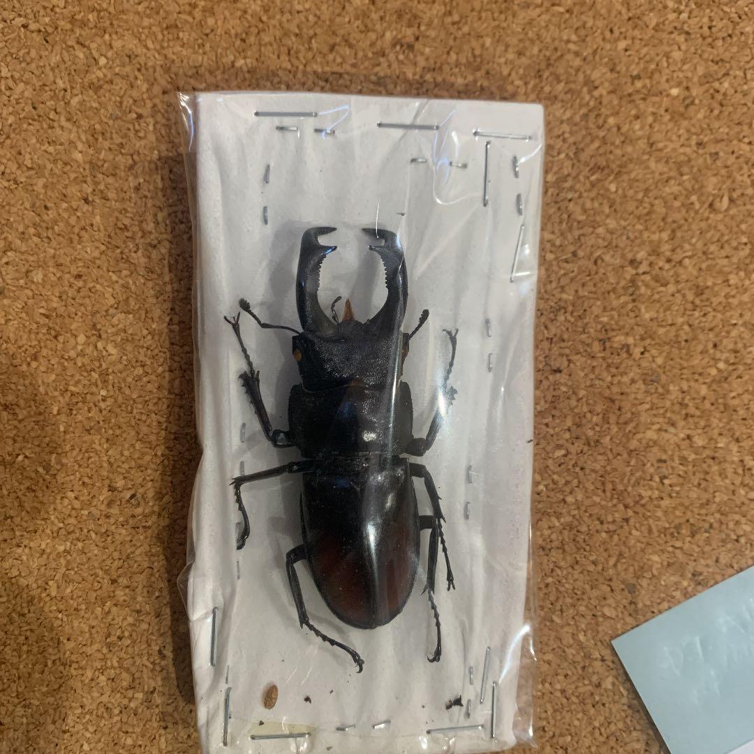 マキシカクワガタ野外品　雄67㍉