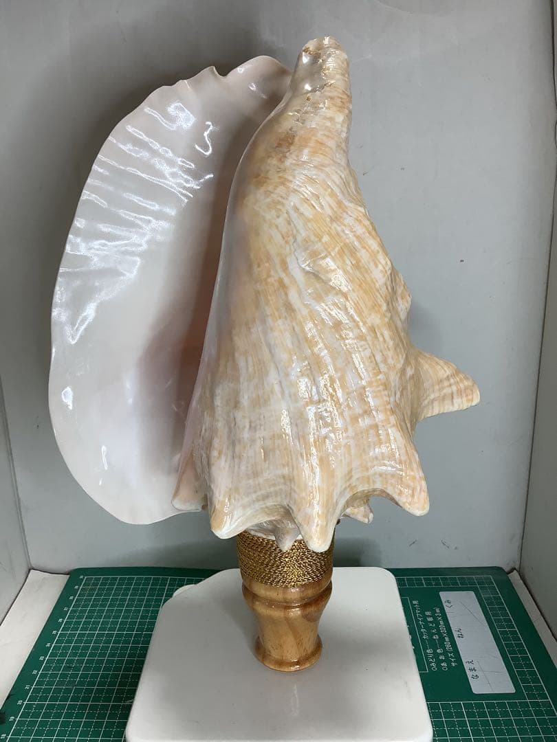 ヤフメリ41・ピンクガイ・法螺貝・山伏・修験者・戦国武将・金峯山・羽黒山・熊除笛