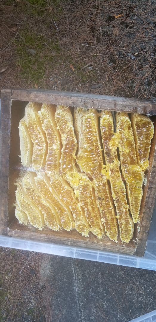 日本蜜蜂　はちみつ600㌘1個　180㌘2個のセット