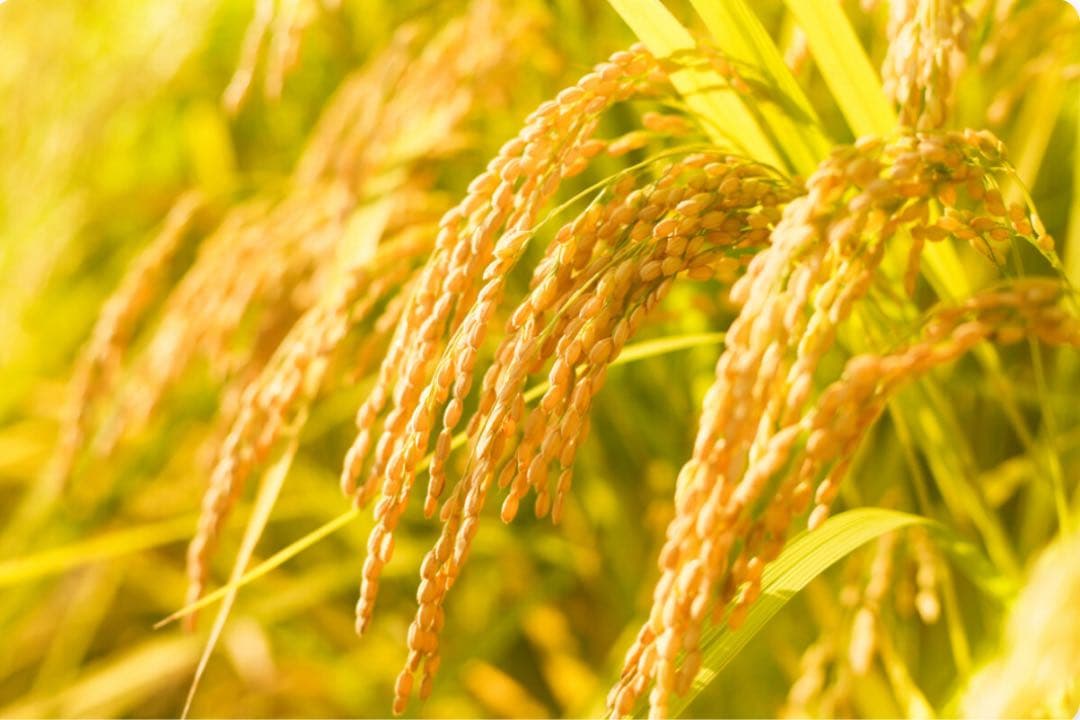 令和7年 岐阜県産 ハツシモ 白米10Kg