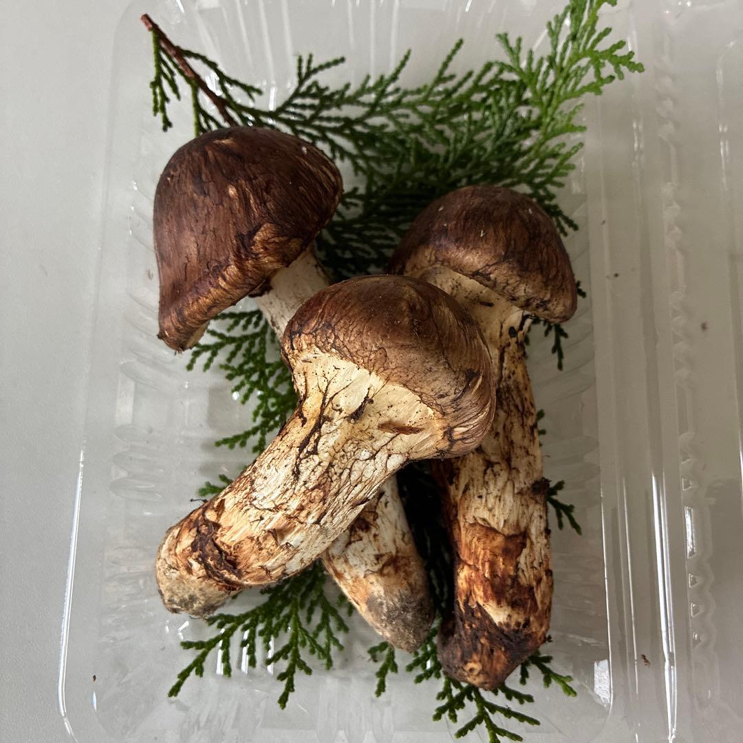 10/27収穫 国際 新鮮 マツタケ 122g