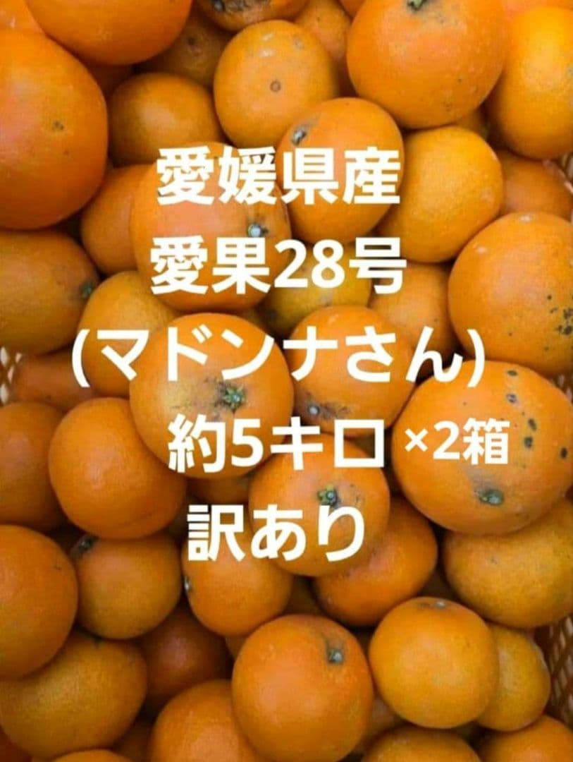 愛媛県産早生みかん小玉