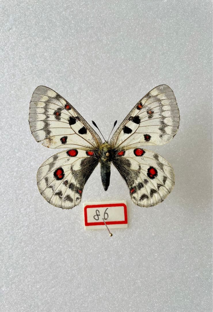 【大型】パルナシウス・ジャクモンティ （1オス・アフガニスタン産）