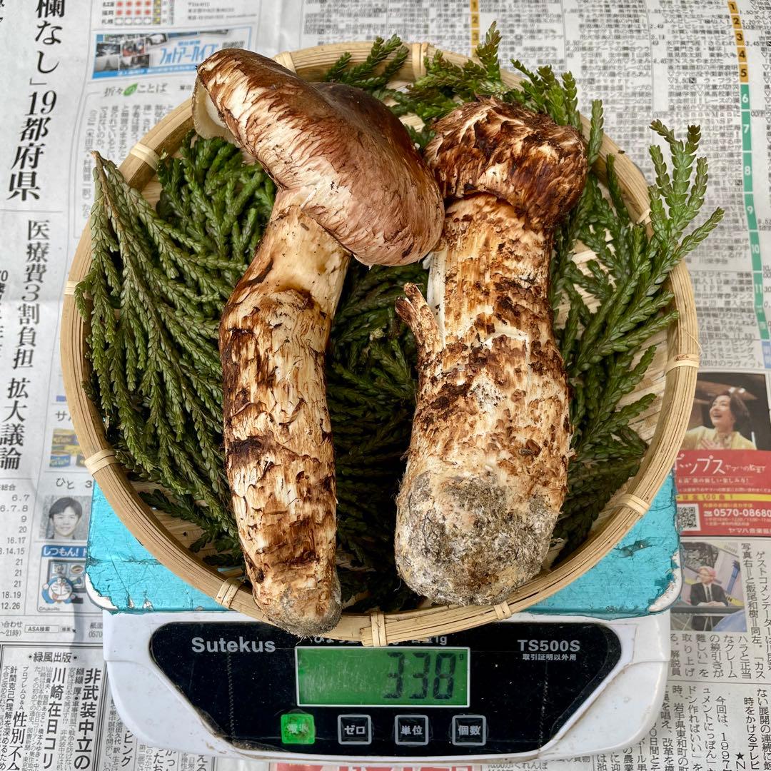 天然きのこ 松茸 国産 マツタケ まつたけ 山形県産 森の凛さん採取 その192