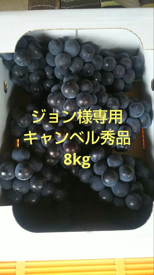 ジョンキャンベル　秀品　8kg